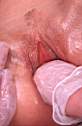 5CB013.jpg