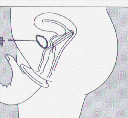 bxx3.gif